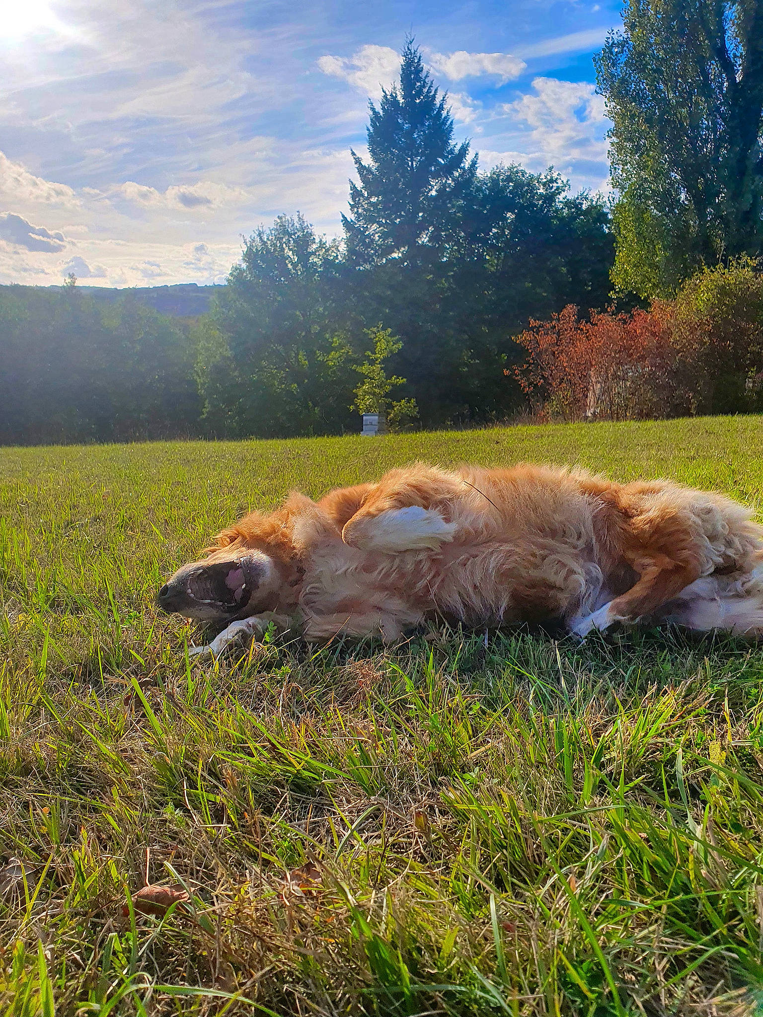 Hangie participe au concours pour gagner de l'argent avec cette photo : carnivore, cloud, dog, dog_breed, fawn, field, grass, grass_family, grassland, grazing, groundcover, meadow, natural_landscape, plant, prairie, sky, tail, terrestrial_animal, tree, wood