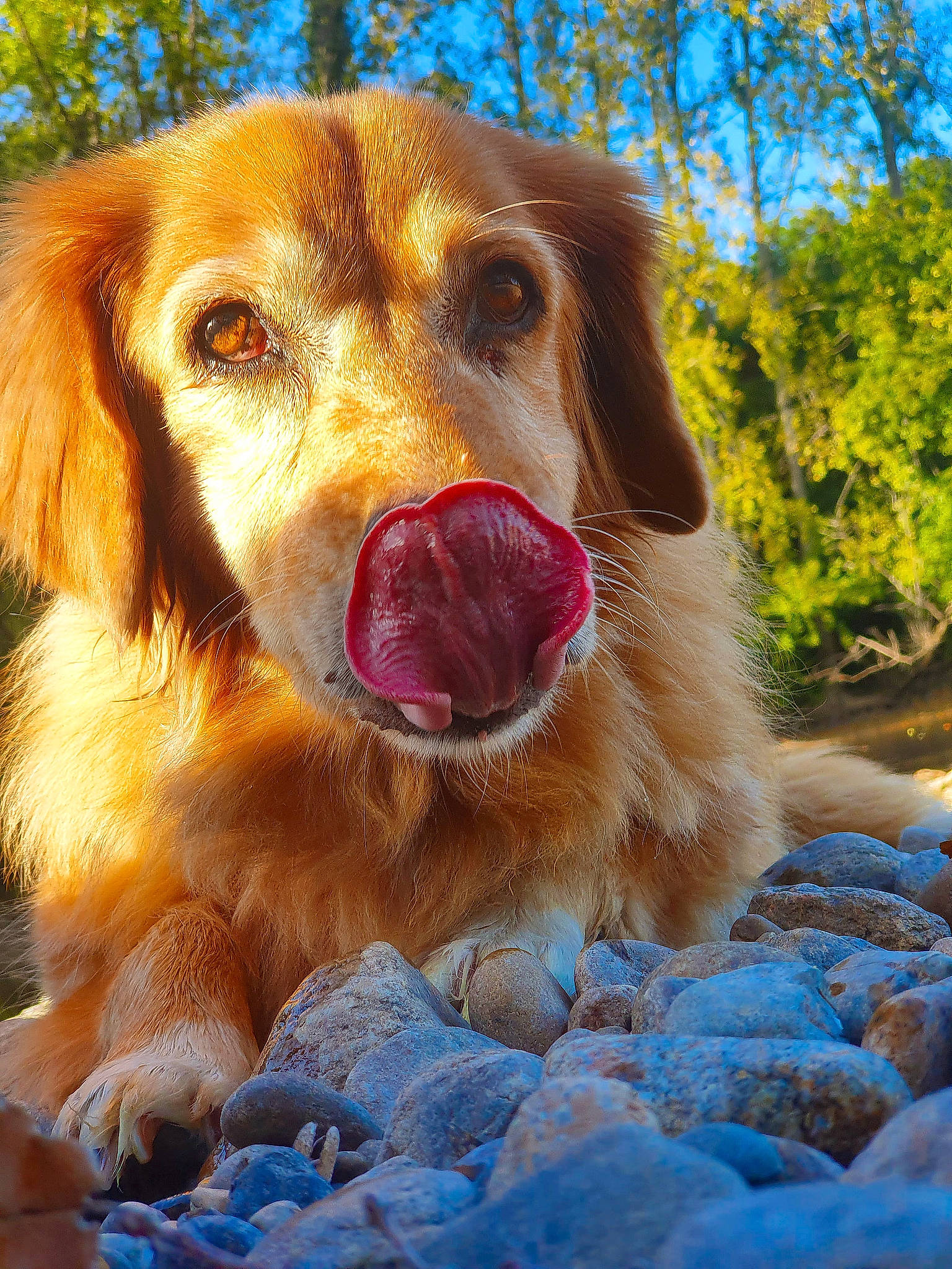 Hangie participe au concours pour gagner de l'argent avec cette photo : ball, canidae, carnivore, companion_dog, dog, dog_breed, fawn, fur, golden_retriever, grass, gun_dog, hunting_dog, paw, retriever, shout, snout, sporting_group, tree, whiskers, working_dog