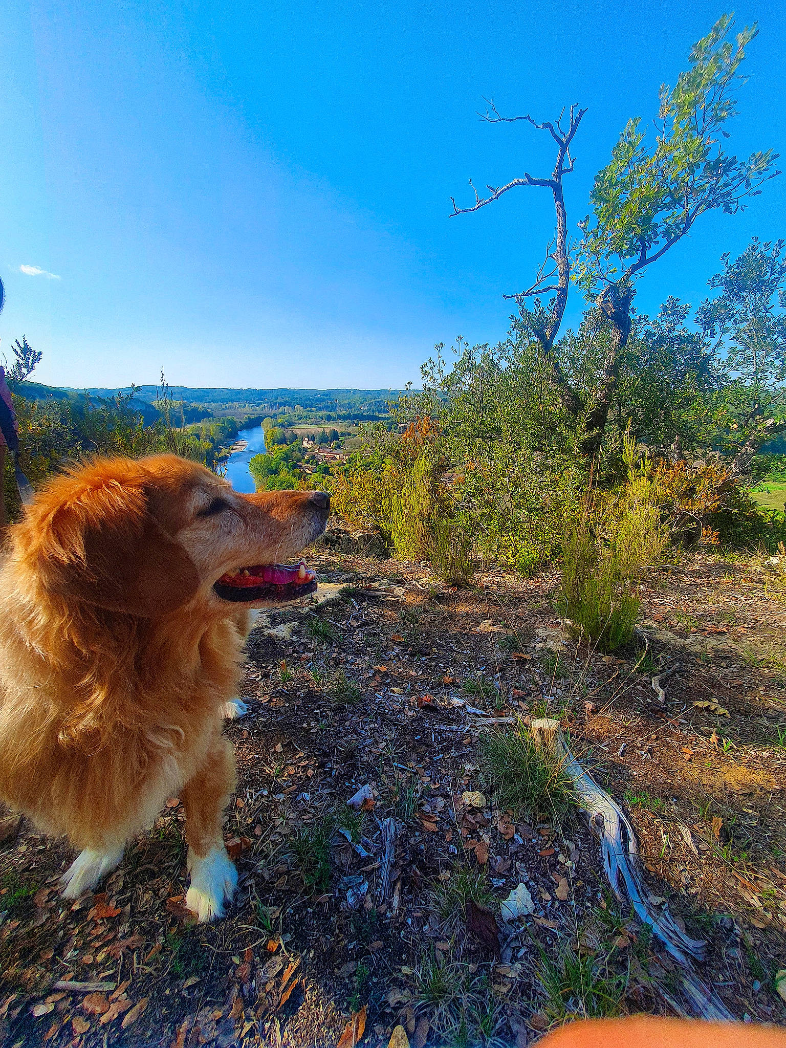 Hangie participe au concours pour gagner de l'argent avec cette photo : canidae, carnivore, companion_dog, dog, dog_breed, fawn, grass, grassland, herbaceous_plant, hill, landscape, natural_landscape, plant, prairie, shrub, shrubland, sky, soil, sporting_group, tree