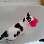 Bender participe au concours pour gagner de l'argent avec cette photo :