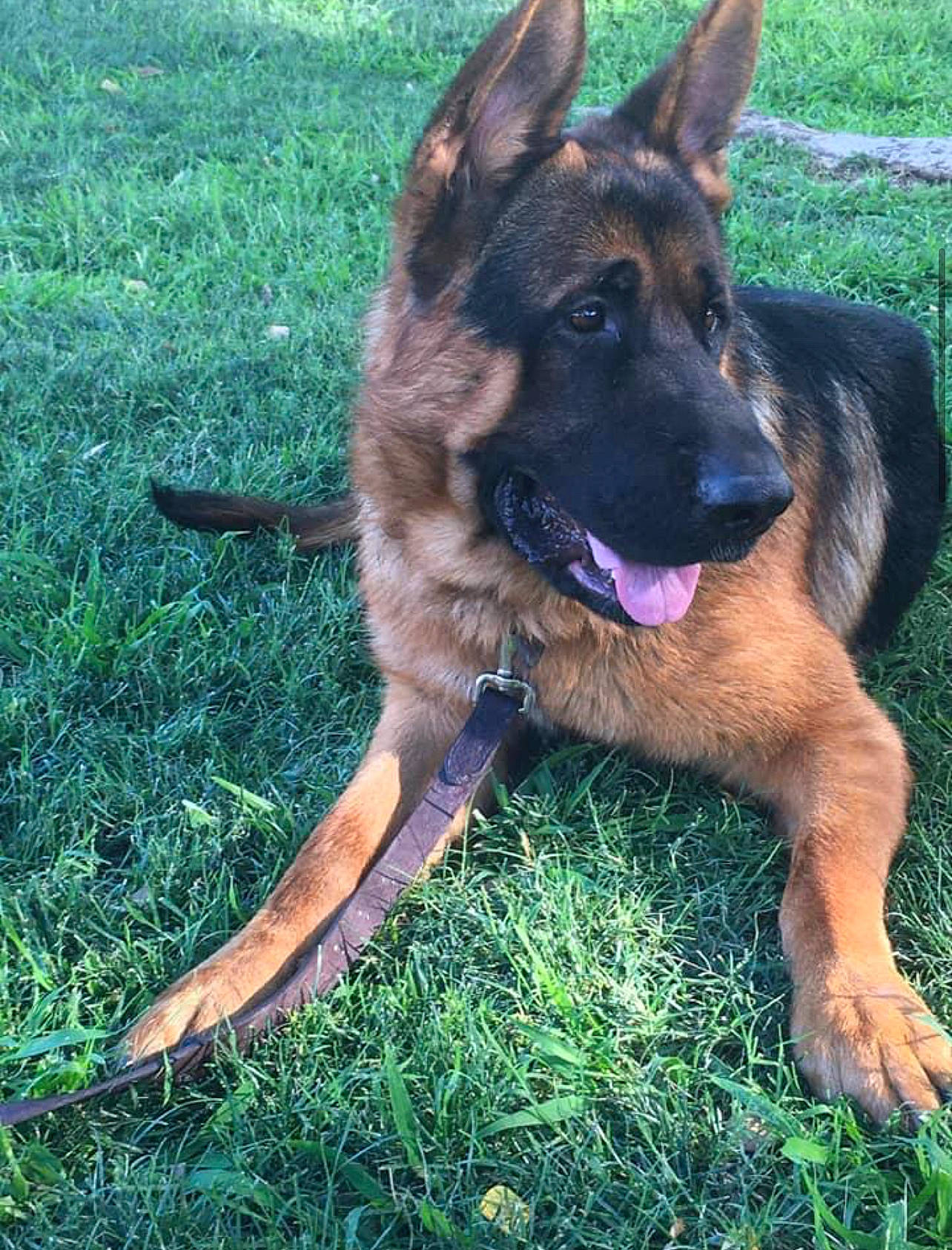 Loki is registered to the contest to win money with this photo: belgian_shepherd_malinois, canidae, carnivore, dog, dog_breed, east_european_shepherd, german_shepherd_dog, grass, herding_dog, king_shepherd, old_german_shepherd_dog, plant, sporting_group, working_dog