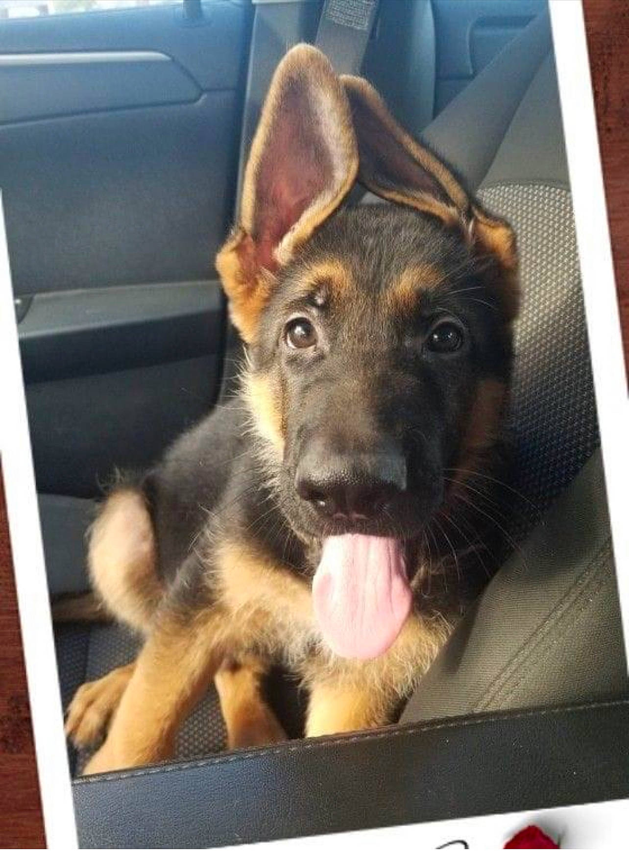 Loki joined the competition — help win amazing prizes! carnivore, companion_dog, dog, dog_breed, electronic_device, german_shepherd_dog, guard_dog, herding_dog, metal, old_german_shepherd_dog, rectangle, snapshot, snout, square, technology, vehicle_door, whiskers, window, windshield, working_animal