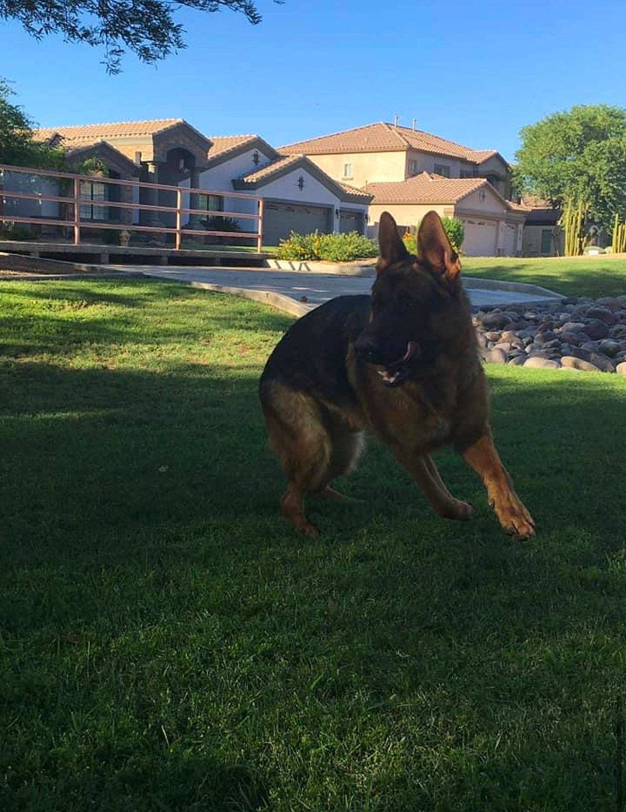 Loki joined the competition — help win amazing prizes! building, carnivore, companion_dog, dog, dog_breed, fawn, german_shepherd_dog, grass, herding_dog, house, king_shepherd, lawn, old_german_shepherd_dog, plant, sky, snout, tail, tints_and_shades, tree, window