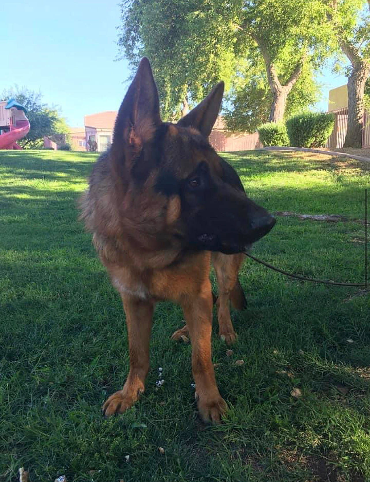 Loki is registered to the contest to win money with this photo: canidae, carnivore, companion_dog, dog, dog_breed, east_european_shepherd, german_shepherd_dog, grass, guard_dog, herding_dog, king_shepherd, old_german_shepherd_dog, plant, sky, snout, sporting_group, tree, window, working_animal, working_dog