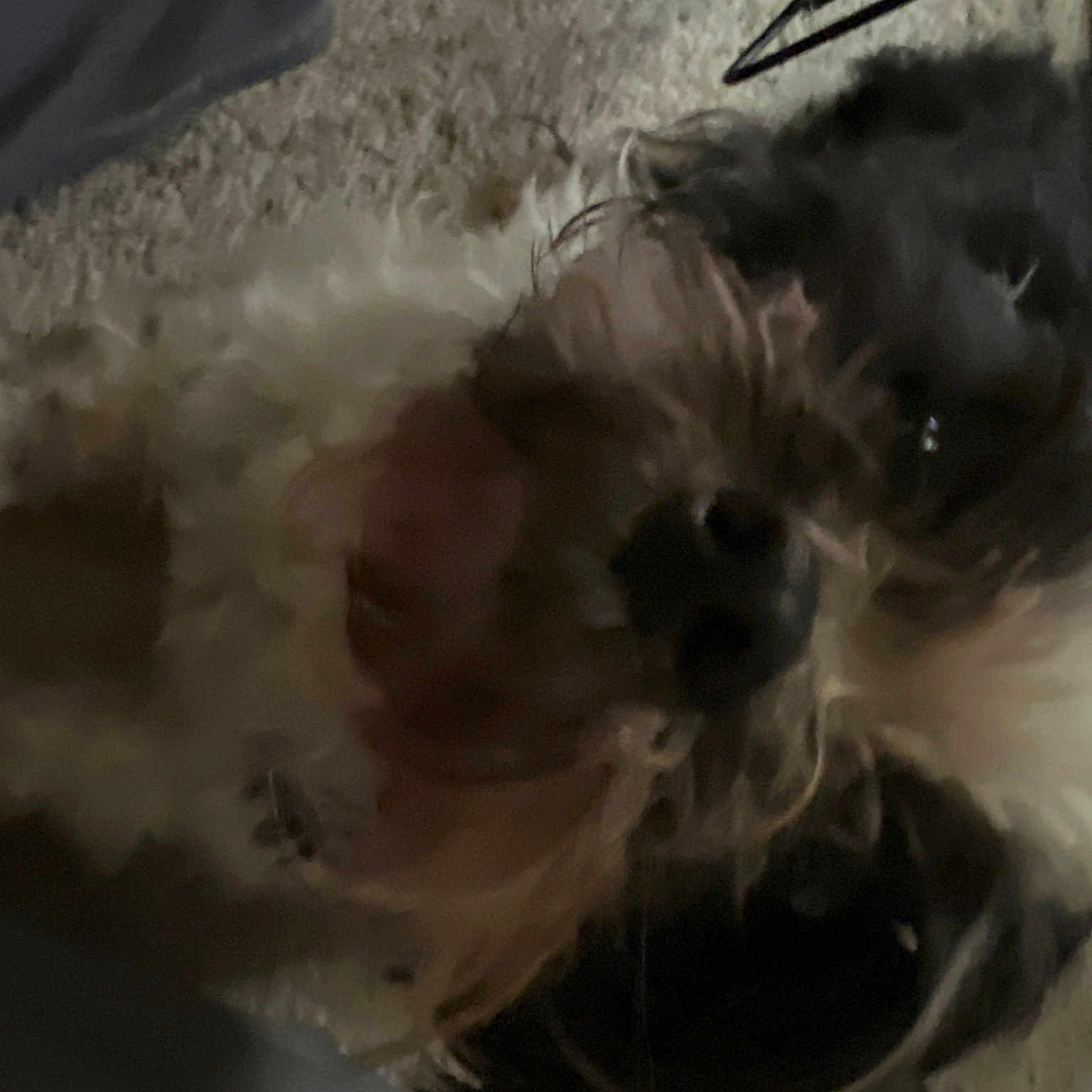 Oreo