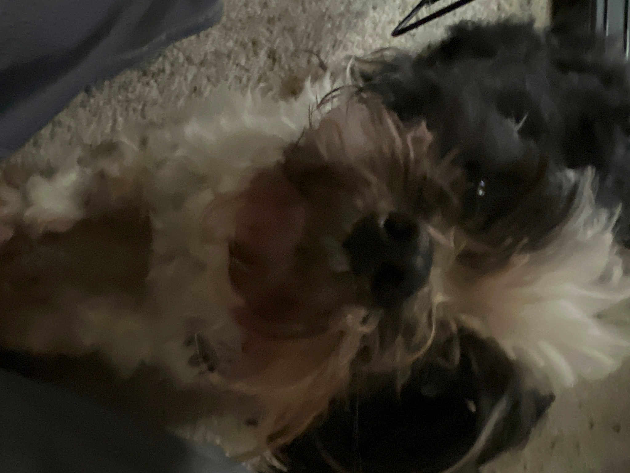 Oreo
