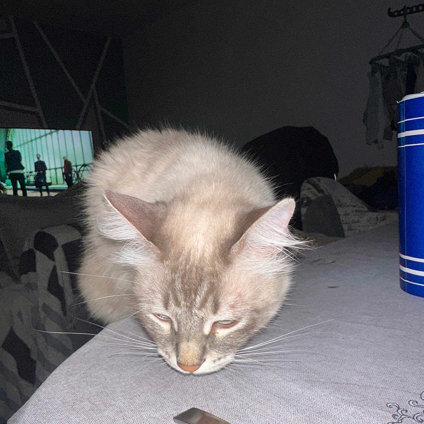 Louna participe au concours pour gagner de l'argent avec cette photo : background, blue_cup, cat, coat_rack, curious, dim_light, domestic, ears, fluffy, furniture, home, indoor, metallic_object, nose, patterned_cloth, pet, relaxed, table, tv_screen, whiskers