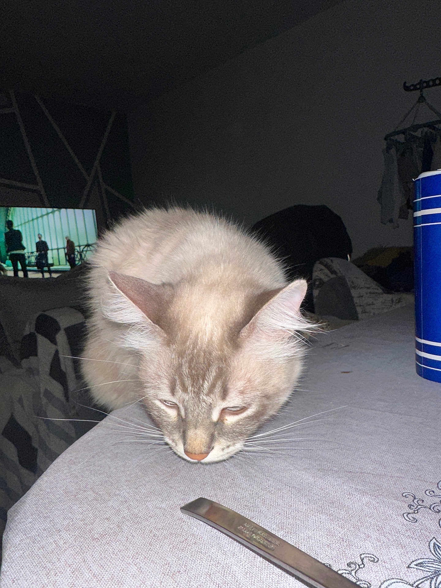 Louna participe au concours pour gagner de l'argent avec cette photo : cat, fluffy, table, indoor, blue_cup, metallic_object, tv_screen, dim_light, curious, patterned_cloth, furniture, whiskers, ears, nose, domestic, pet, coat_rack, background, relaxed, home