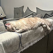 Louna participe au concours pour gagner de l'argent avec cette photo : cat, sleeping, couch, pillows, blanket, living_room, furniture, indoor, cozy, relaxation, cream_colored, pet, domestic_animal, resting, home, modern, chair, television, soft_lighting, calm