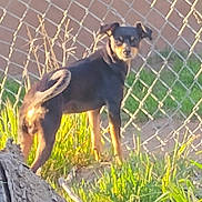 Gracie is registered to the contest to win money with this photo: animal, backyard, black, canine, chain_link_fence, curious, daylight, dog, ears, fence, grass, ground, looking_back, nature, outdoor, pet, standing, sunlight, tail, tan