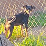 animal, backyard, black, canine, chain_link_fence, curious, daylight, dog, ears, fence, grass, ground, looking_back, nature, outdoor, pet, standing, sunlight, tail, tan