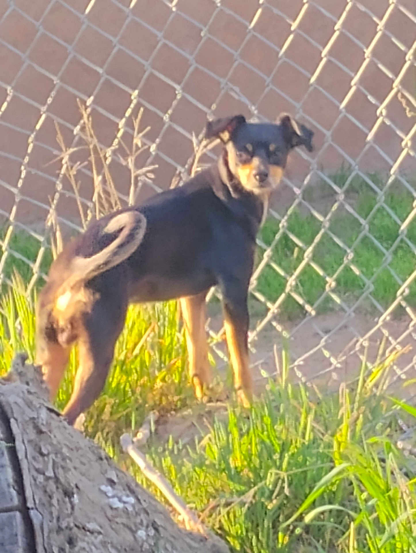 Gracie is registered to the contest to win money with this photo: animal, backyard, black, canine, chain_link_fence, curious, daylight, dog, ears, fence, grass, ground, looking_back, nature, outdoor, pet, standing, sunlight, tail, tan
