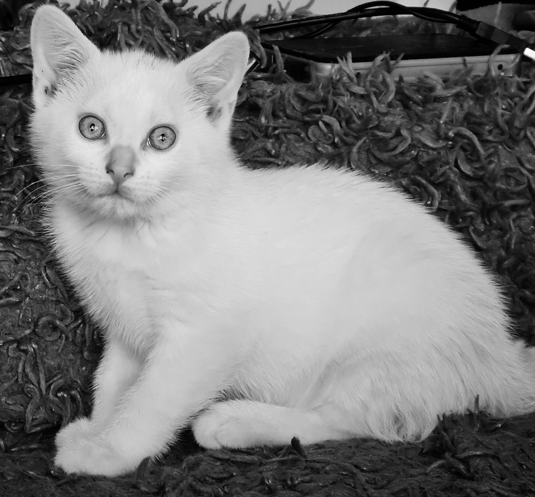 Topaz a rejoint le concours — aidez-le/la à gagner de superbes lots ! carnivore, cat, domestic_short_haired_cat, eye, felidae, fur, grass, monochrome, monochrome_photography, paw, small_to_medium_sized_cats, snout, tail, terrestrial_animal, whiskers, white