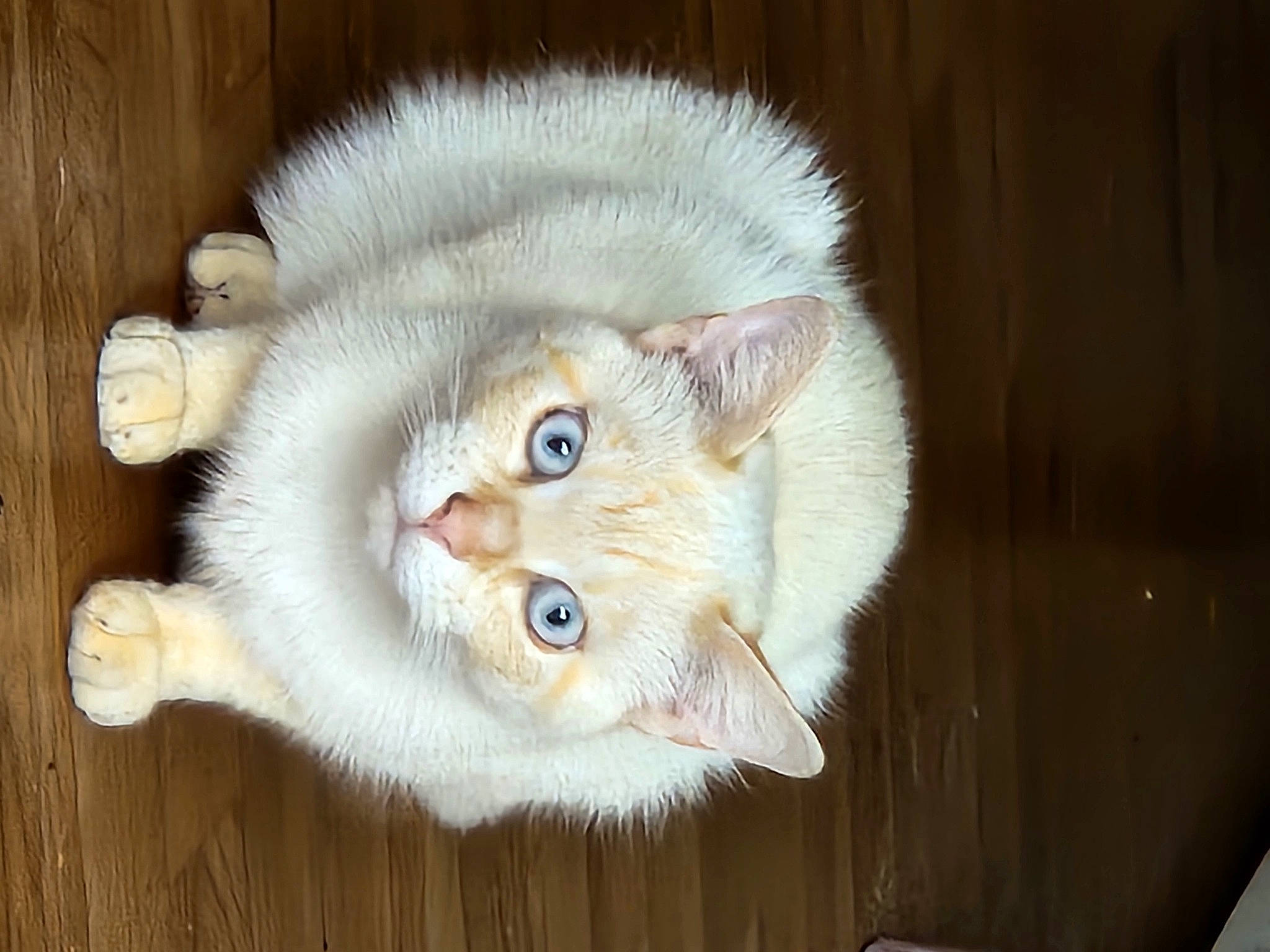 Topaz a rejoint le concours — aidez-le/la à gagner de superbes lots ! carnivore, cat, domestic_short_haired_cat, ear, eye, fawn, felidae, fur, hardwood, head, paw, small_to_medium_sized_cats, snout, tail, whiskers, wood, wool