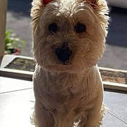 Flocon participe au concours pour gagner de l'argent avec cette photo : dog, white_dog, pet, fluffy, sitting, indoors, sunlight, shadow, tile_floor, ears, animal, canine, cute, portrait, fur, domestic_animal, companion, looking, front_view, daylight