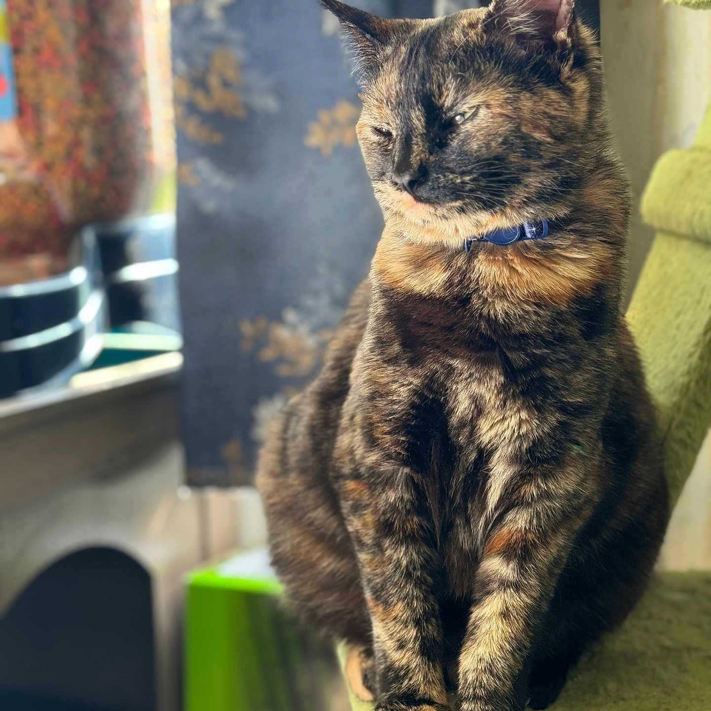 Spyder is registered to the contest to win money with this photo: animal, blurred_background, cat, collar, curtain, domestic, ears, feline, fur, green, indoor, light, paws, pet, portrait, relaxed, sitting, texture, tortoiseshell, window