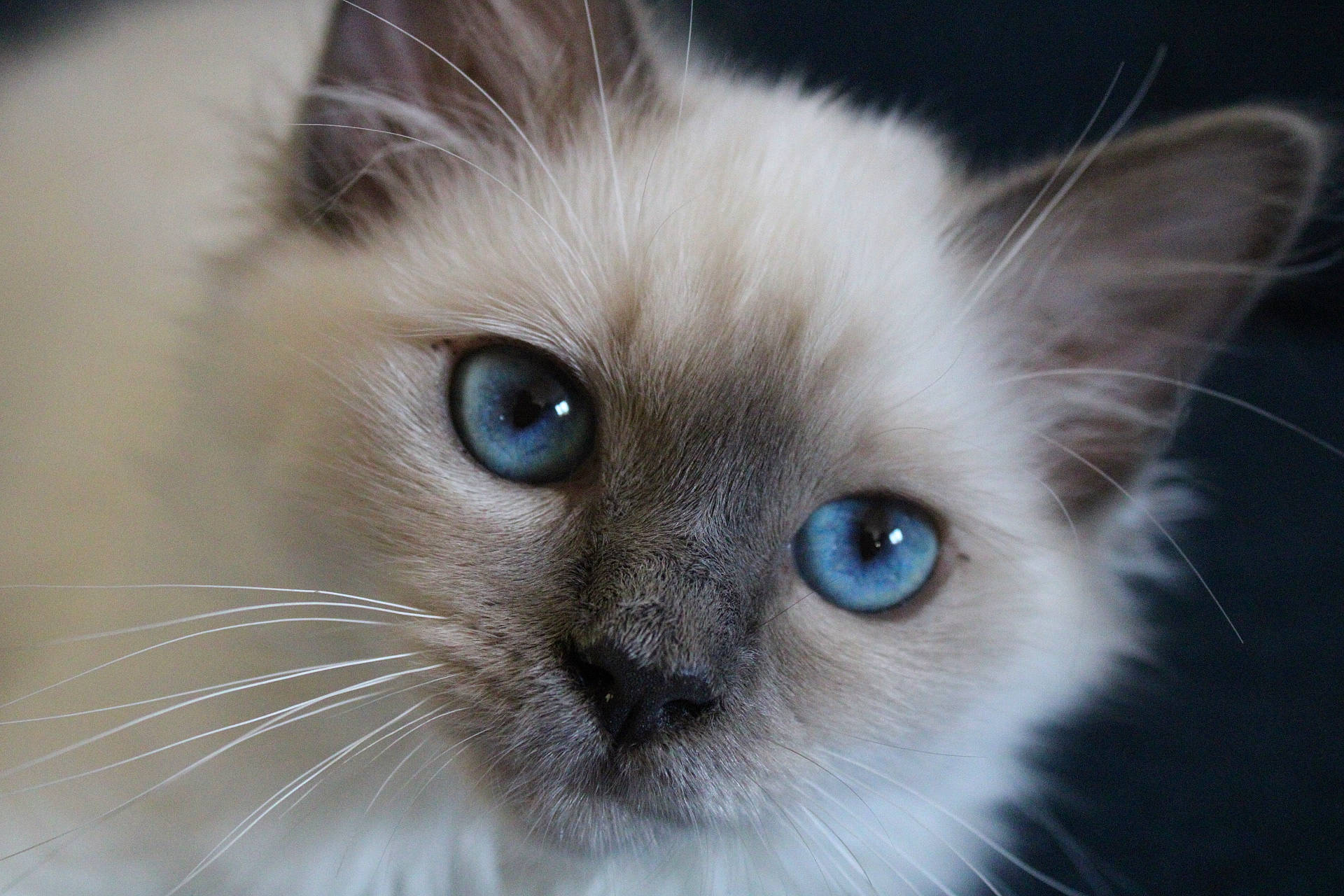 Ursuline participe au concours pour gagner de l'argent avec cette photo : balinese, birman, carnivore, cat, close_up, curious, electric_blue, eye, fawn, felidae, fur, ragdoll, siamese, small_to_medium_sized_cats, snout, terrestrial_animal, thai, tonkinese, whiskers