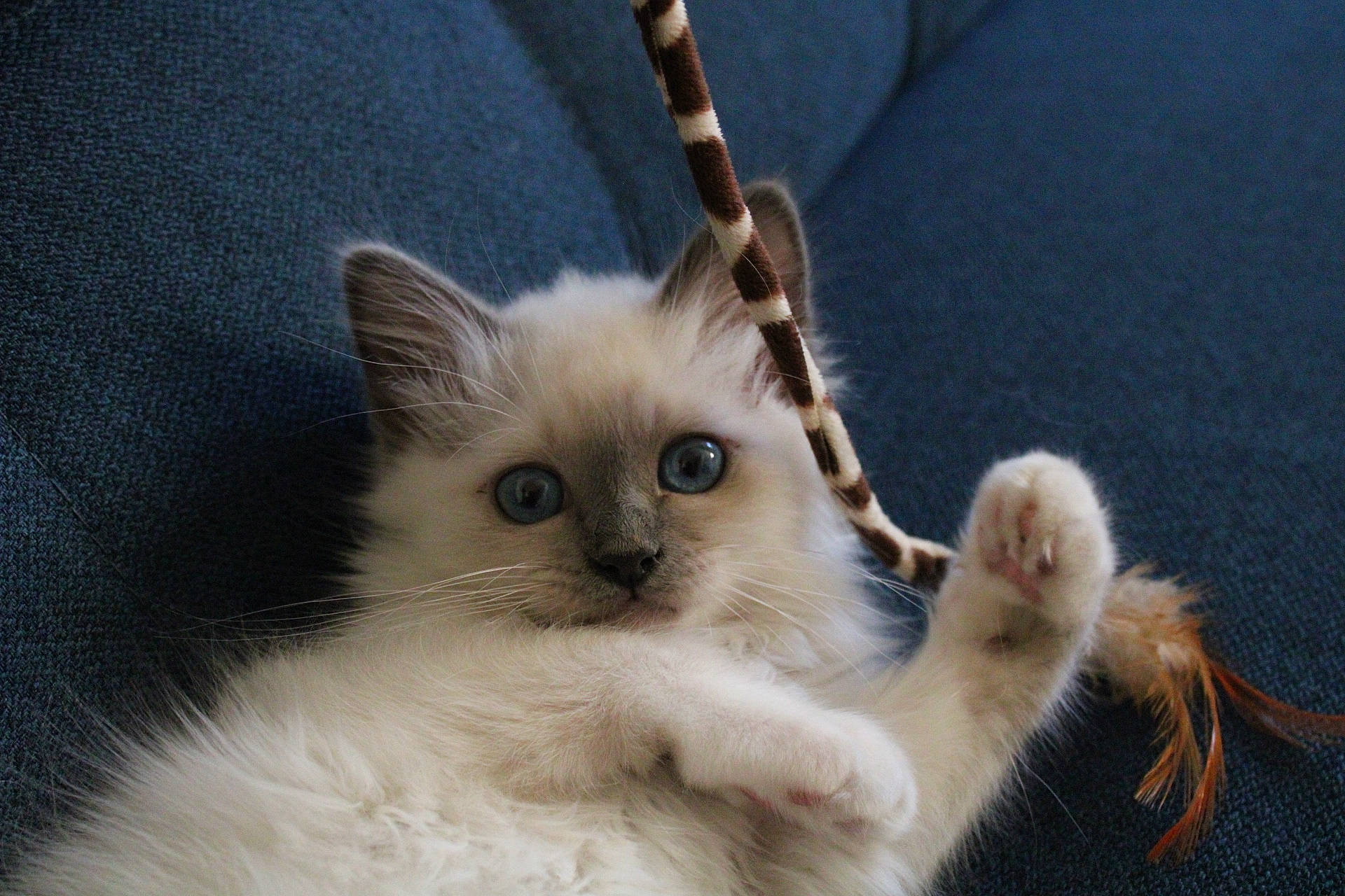 Ursuline participe au concours pour gagner de l'argent avec cette photo : balinese, carnivore, cat, claw, domestic_short_haired_cat, fawn, felidae, fur, paw, ragdoll, small_to_medium_sized_cats, snout, tail, terrestrial_animal, thai, whiskers