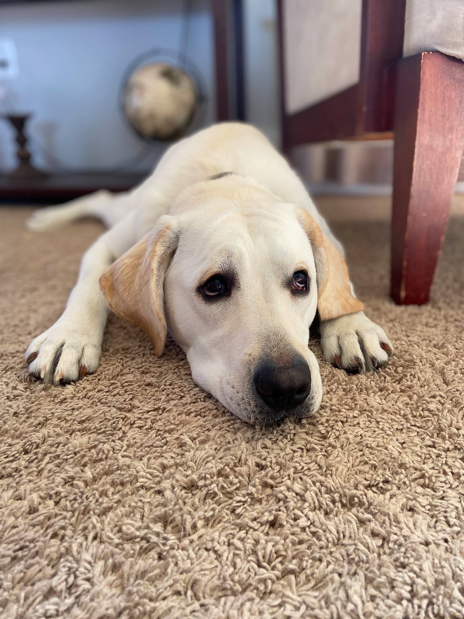 Piper joined the competition — help win amazing prizes! akbash_dog, beagador, canidae, carnivore, companion_dog, dog, dog_breed, fawn, golden_retriever, labrador_retriever, mammal, puppy, retriever, snout, sporting_group, street_dog, tail, vertebrate