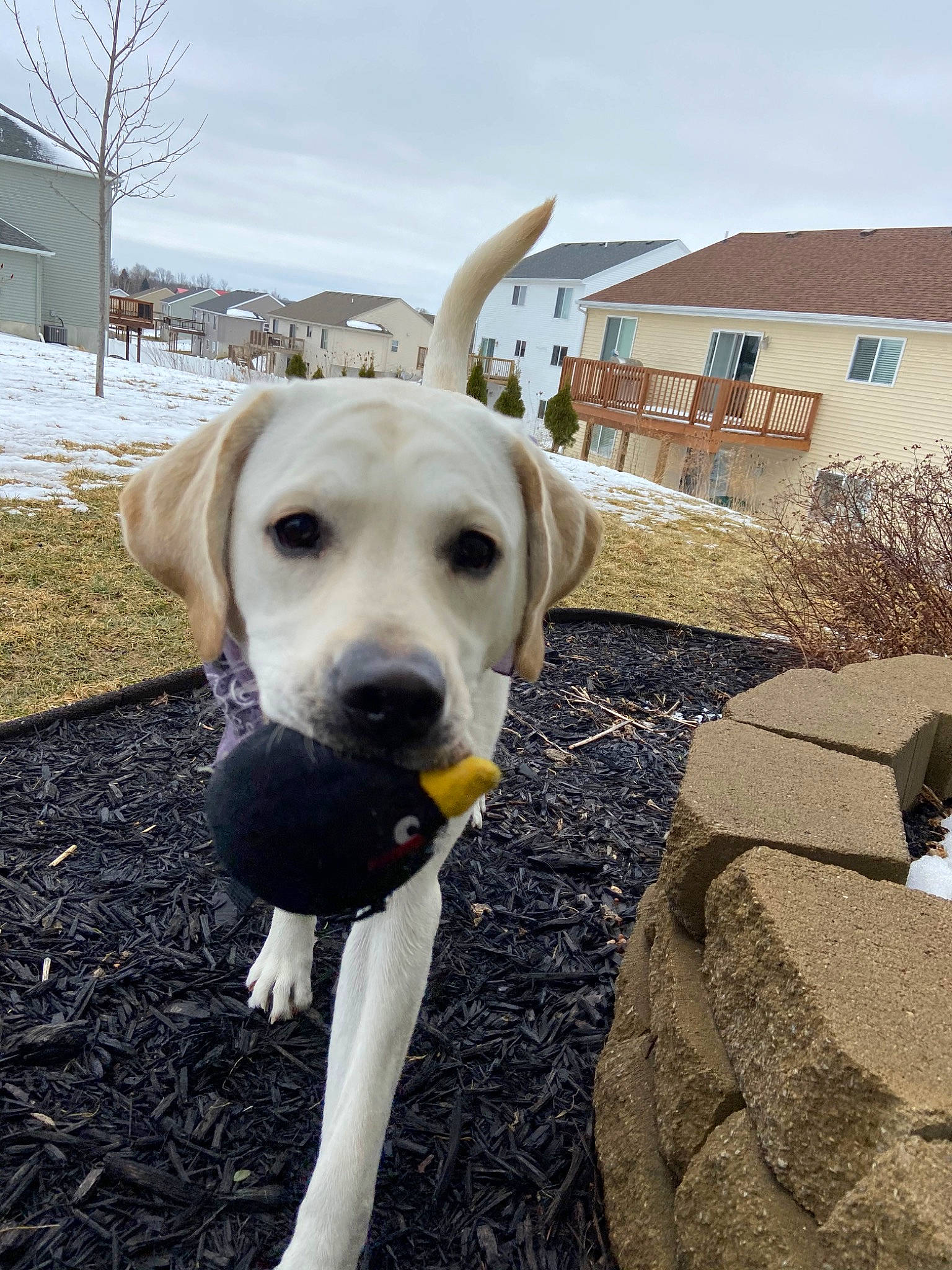 Piper joined the competition — help win amazing prizes! adventure, canidae, carnivore, companion_dog, dog, dog_breed, fawn, golden_retriever, hunting_dog, labrador_retriever, mammal, photography, puppy, retriever, snout, sporting_group, tail, winter, yellow