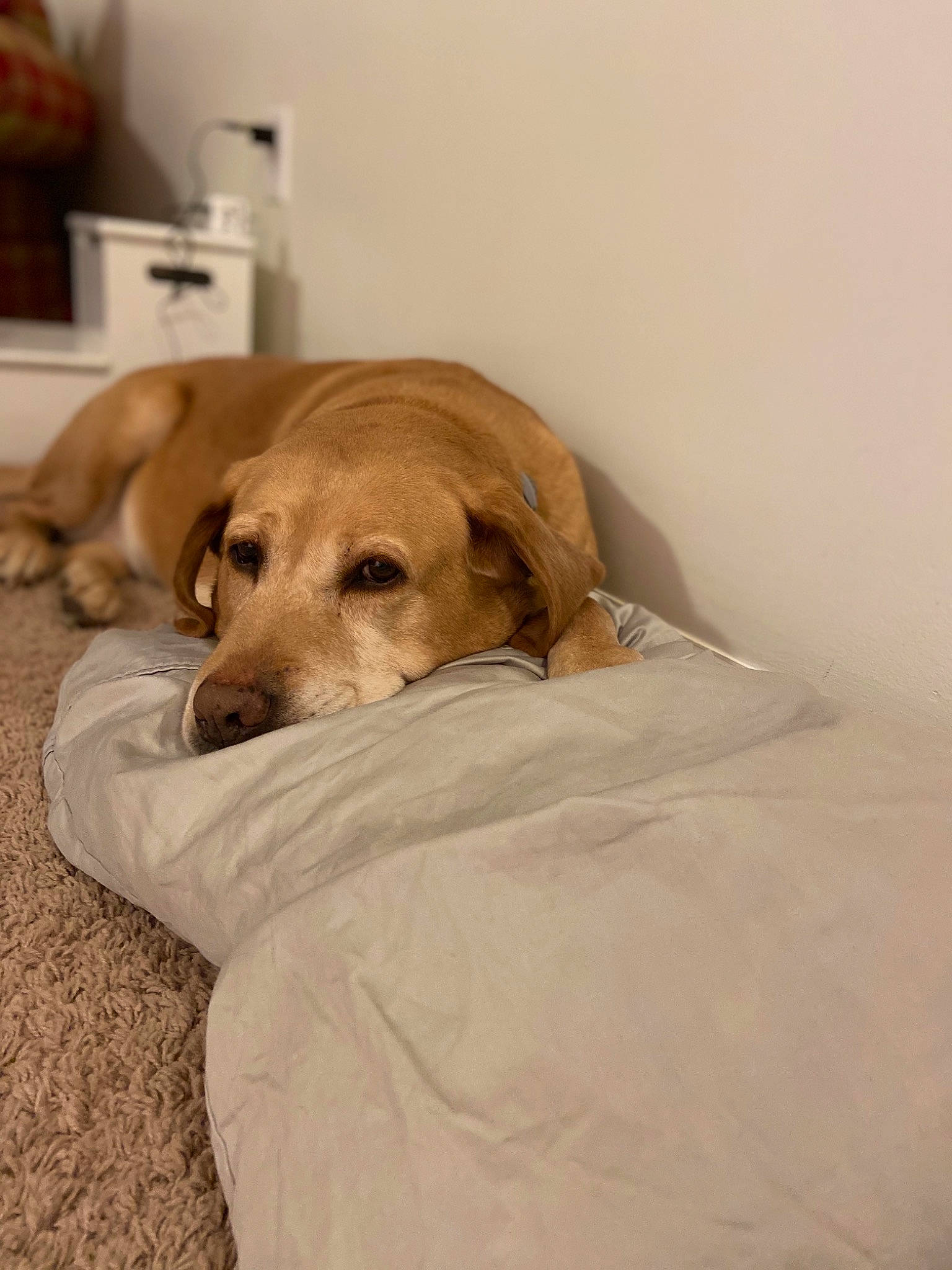 Sooie is registered to the contest to win money with this photo: beagador, bed, broholmer, canidae, carnivore, comfort, companion_dog, dog, dog_bed, dog_breed, fawn, floor, furniture, labrador_retriever, mammal, puppy, retriever, room, snout, sporting_group