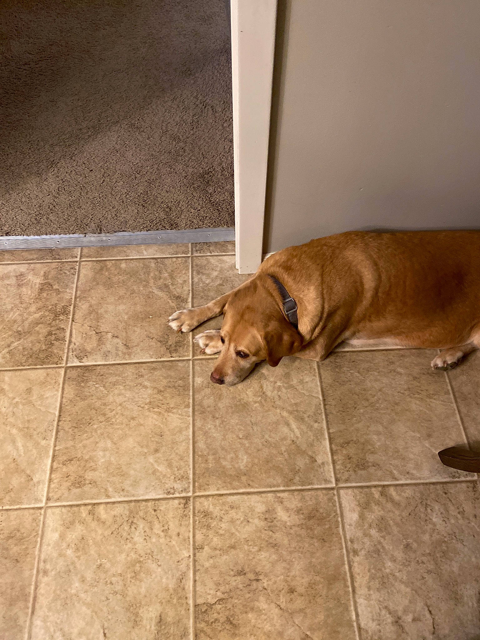 Sooie joined the competition — help win amazing prizes! beige, canidae, caramel_color, carnivore, dog, dog_breed, fawn, floor, flooring, hardwood, laminate_flooring, snout, sporting_group, tile