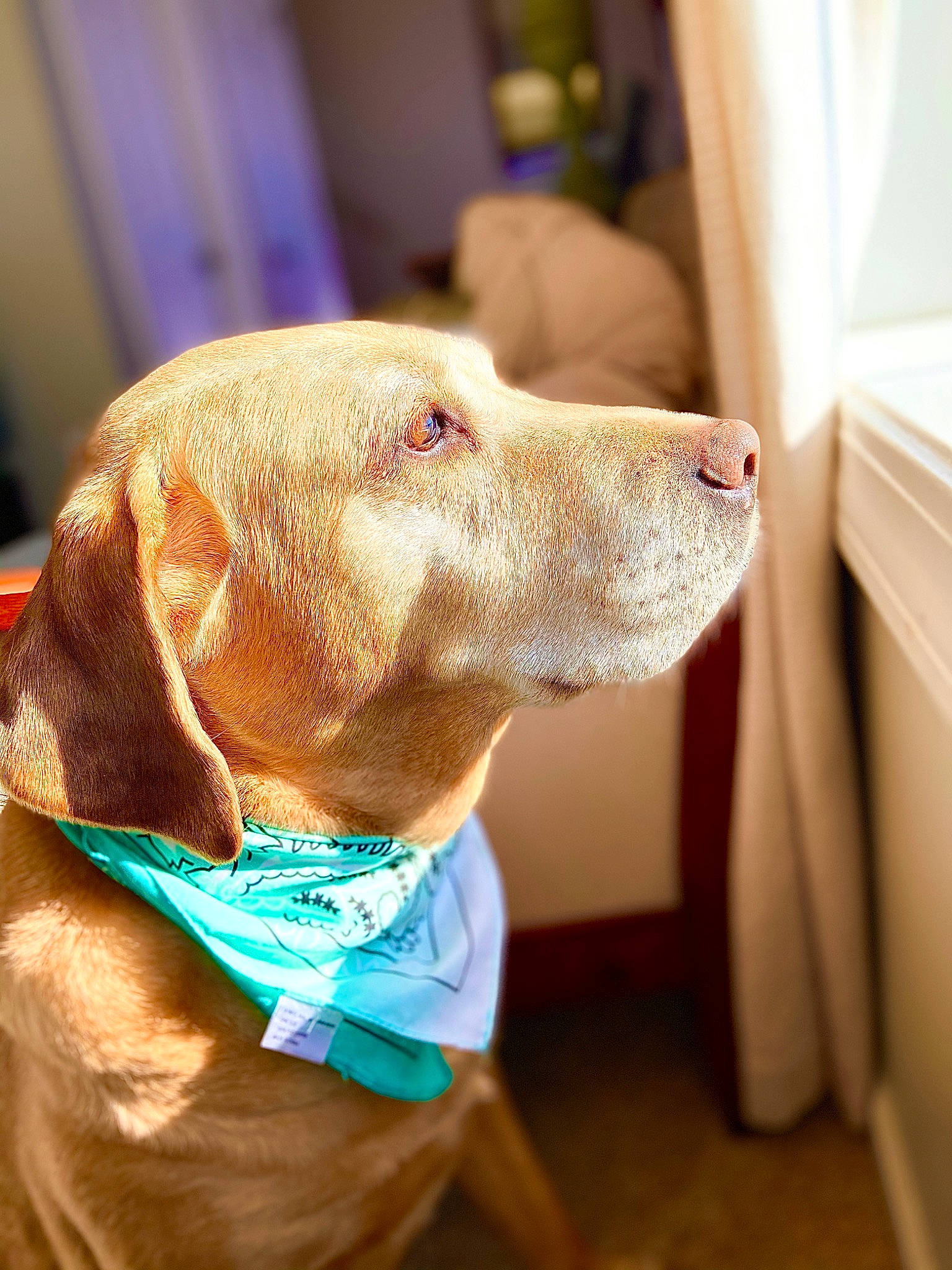 Sooie joined the competition — help win amazing prizes! beagador, canidae, carnivore, dog, dog_breed, dog_collar, ear, fawn, hunting_dog, mammal, pointing_breed, snout, sporting_group, vizsla, weimaraner