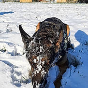 Jackson participe au concours pour gagner de l'argent avec cette photo : animal, canine, cold, daytime, dog, ears, field, fur, german_shepherd, grass, muzzle, nature, outdoor, pet, sky, snow, sunlight, village, walking, winter
