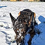 animal, canine, cold, daytime, dog, ears, field, fur, german_shepherd, grass, muzzle, nature, outdoor, pet, sky, snow, sunlight, village, walking, winter