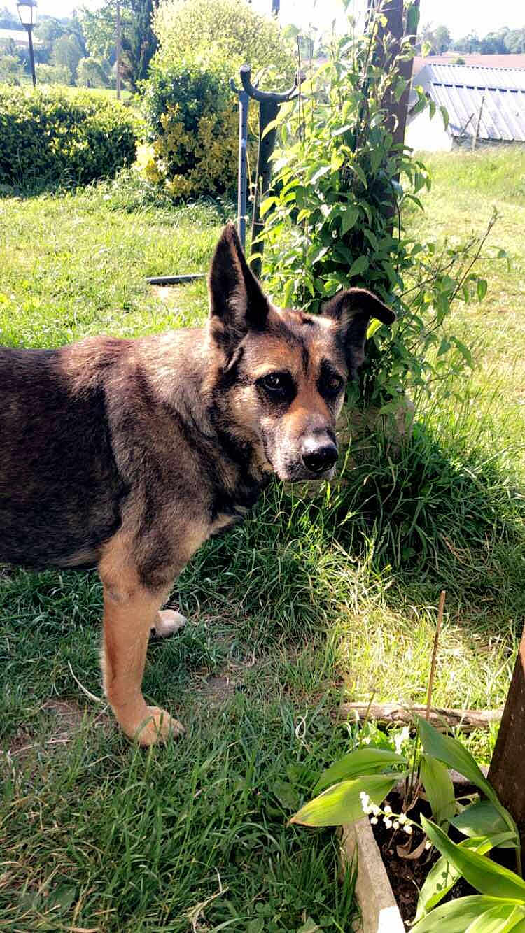 Jackson participe au concours pour gagner de l'argent avec cette photo : dog, german_shepherd, grass, garden, plants, sunlight, outdoor, leafy, nature, canine, pet, animal, greenery, daylight, fence, tree, shrub, yard, plant_pot, quiet