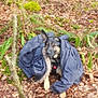 Jackson a rejoint le concours — aidez-le/la à gagner de superbes lots ! dog, german_shepherd, jacket, forest, leaves, ferns, outdoor, nature, animal, pet, canine, brown, black, coat, sitting, woodland, fall, moss, tree, ground