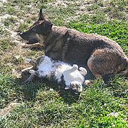Jackson a rejoint le concours — aidez-le/la à gagner de superbes lots ! dog, cat, grass, sunlight, outdoor, animal, pet, relaxing, nature, mammal, lying_down, fur, tongue_out, field, daylight, playful, companions, resting, happy, domestic