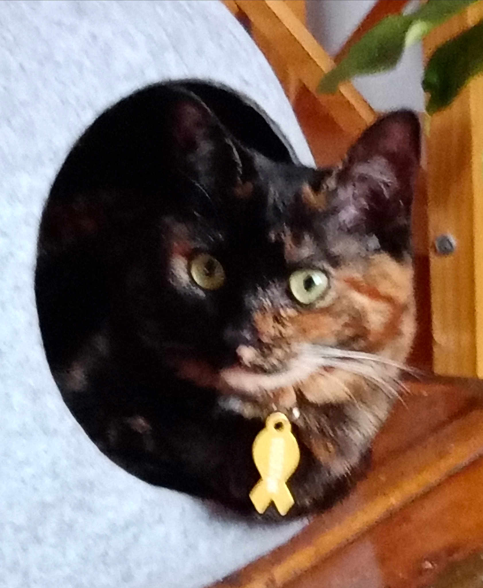 Onyx