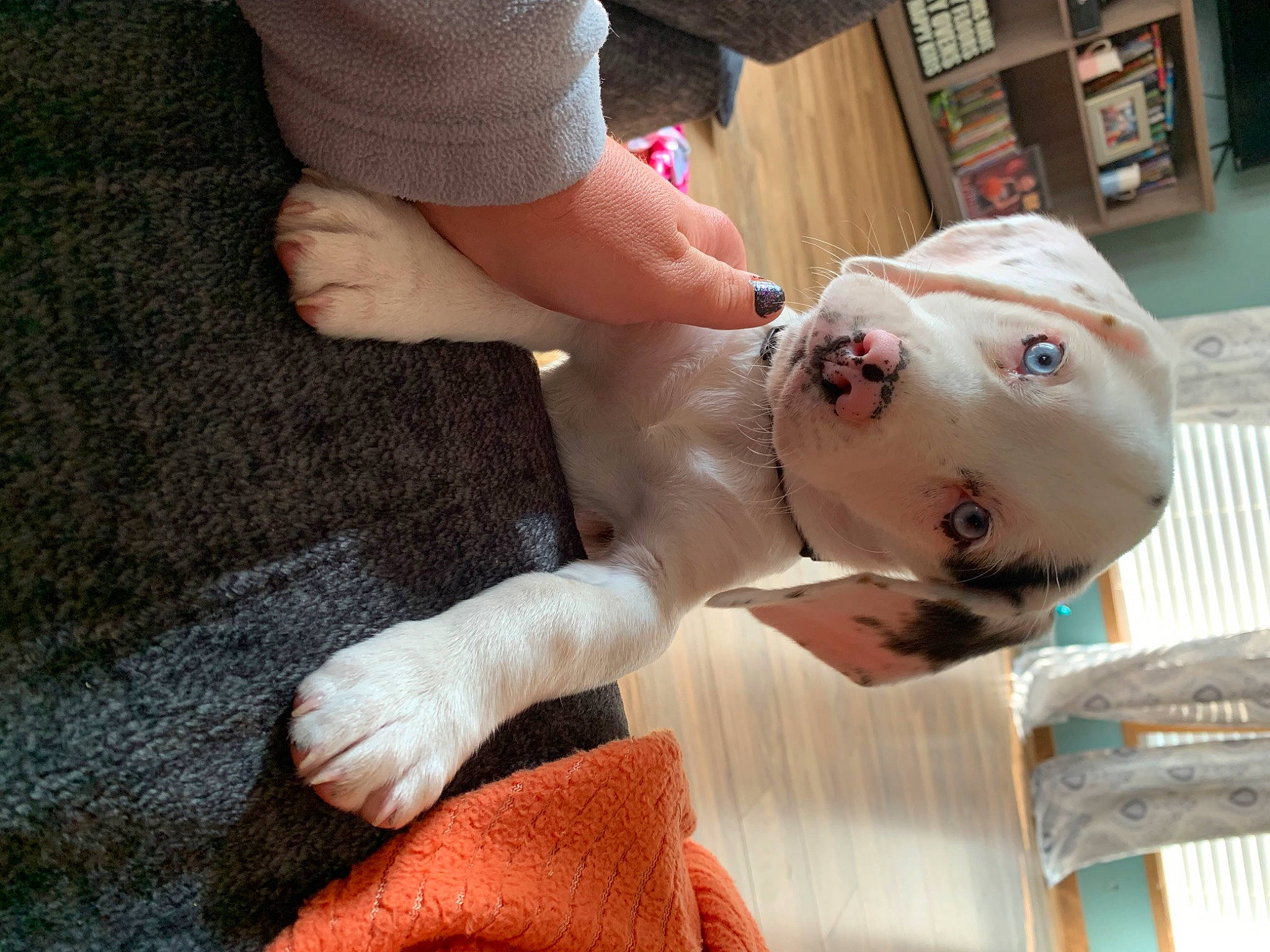 Bluey joined the competition — help win amazing prizes! child, companion_dog, dog, dog_breed, fawn, flesh, flooring, foot, fun, fur, human_leg, nail, non_sporting_group, snout, sporting_group, toy, working_animal, wrist