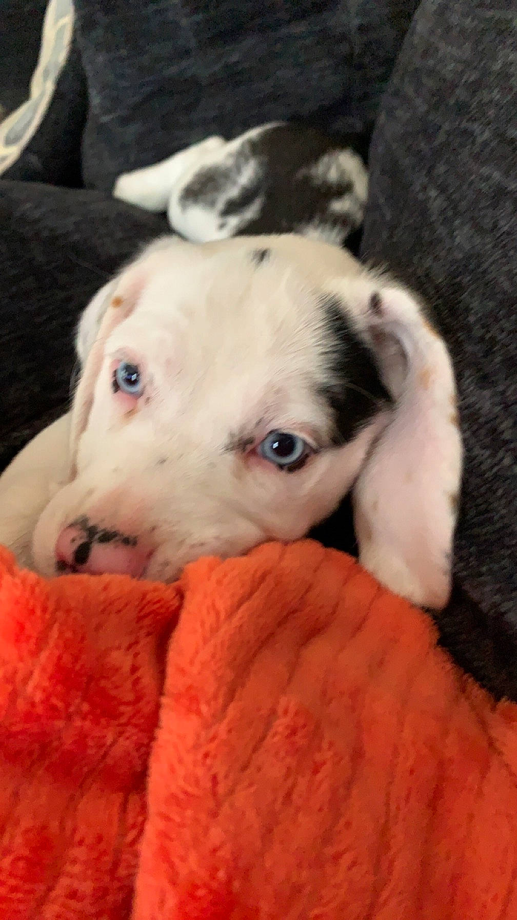 Bluey joined the competition — help win amazing prizes! carnivore, comfort, companion_dog, dog, dog_breed, dog_toy, fawn, fur, guard_dog, mammal, nap, paw, puppy_love, rabbits_and_hares, snout, sporting_group, tail, terrestrial_animal, whiskers, working_animal