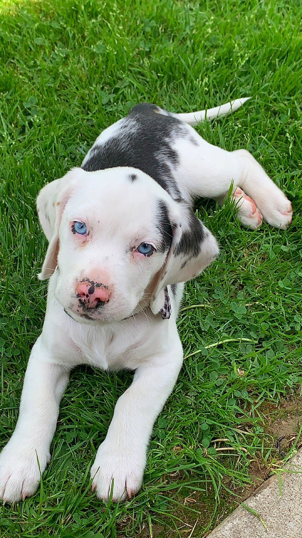 Bluey joined the competition — help win amazing prizes! canidae, carnivore, companion_dog, dog, dog_breed, fawn, grass, hunting_dog, non_sporting_group, plant, snout, sporting_group, tail, whiskers, working_animal, working_dog