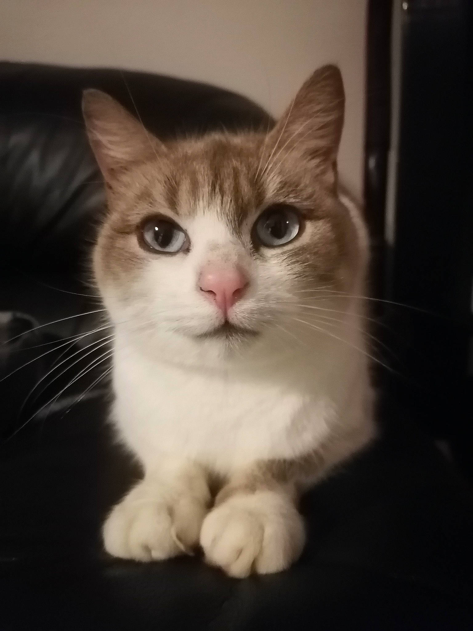 Bijoux a rejoint le concours — aidez-le/la à gagner de superbes lots ! box, carnivore, cat, domestic_short_haired_cat, felidae, fur, paw, small_to_medium_sized_cats, snout, tail, whiskers, window