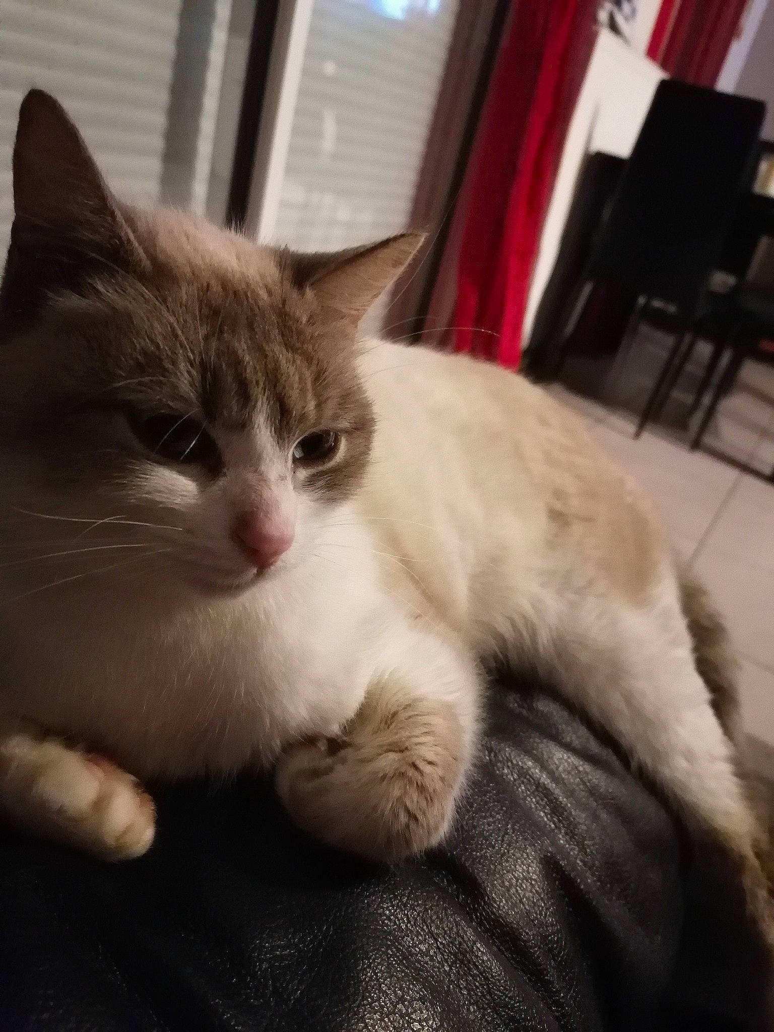 Bijoux participe au concours pour gagner de l'argent avec cette photo : carnivore, cat, chair, claw, comfort, curtain, domestic_short_haired_cat, felidae, flooring, foot, fur, human_leg, metal, nap, paw, small_to_medium_sized_cats, tail, whiskers, window