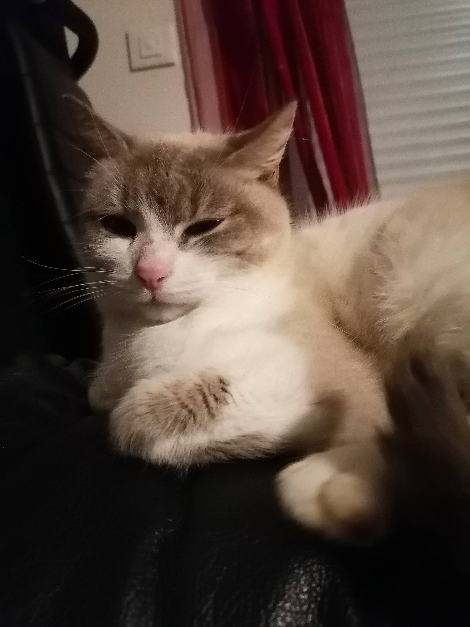 Bijoux participe au concours pour gagner de l'argent avec cette photo : carnivore, cat, comfort, curtain, domestic_short_haired_cat, felidae, fur, paw, small_to_medium_sized_cats, snout, tail, whiskers, window