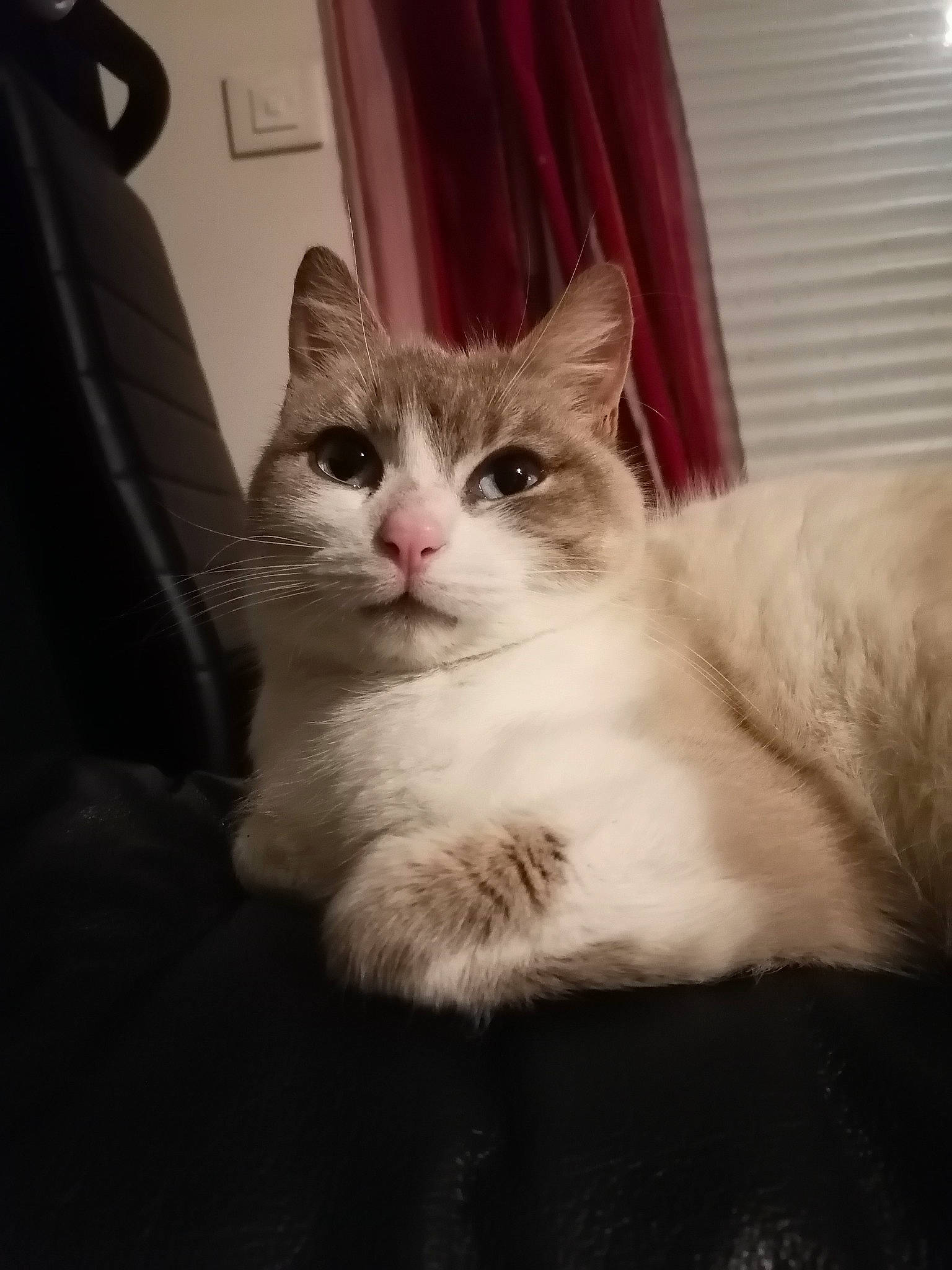 Bijoux participe au concours pour gagner de l'argent avec cette photo : box, carnivore, cat, comfort, curtain, domestic_short_haired_cat, door, felidae, fur, iris, paw, sitting, small_to_medium_sized_cats, snout, tail, tree, whiskers, window, window_treatment, wood