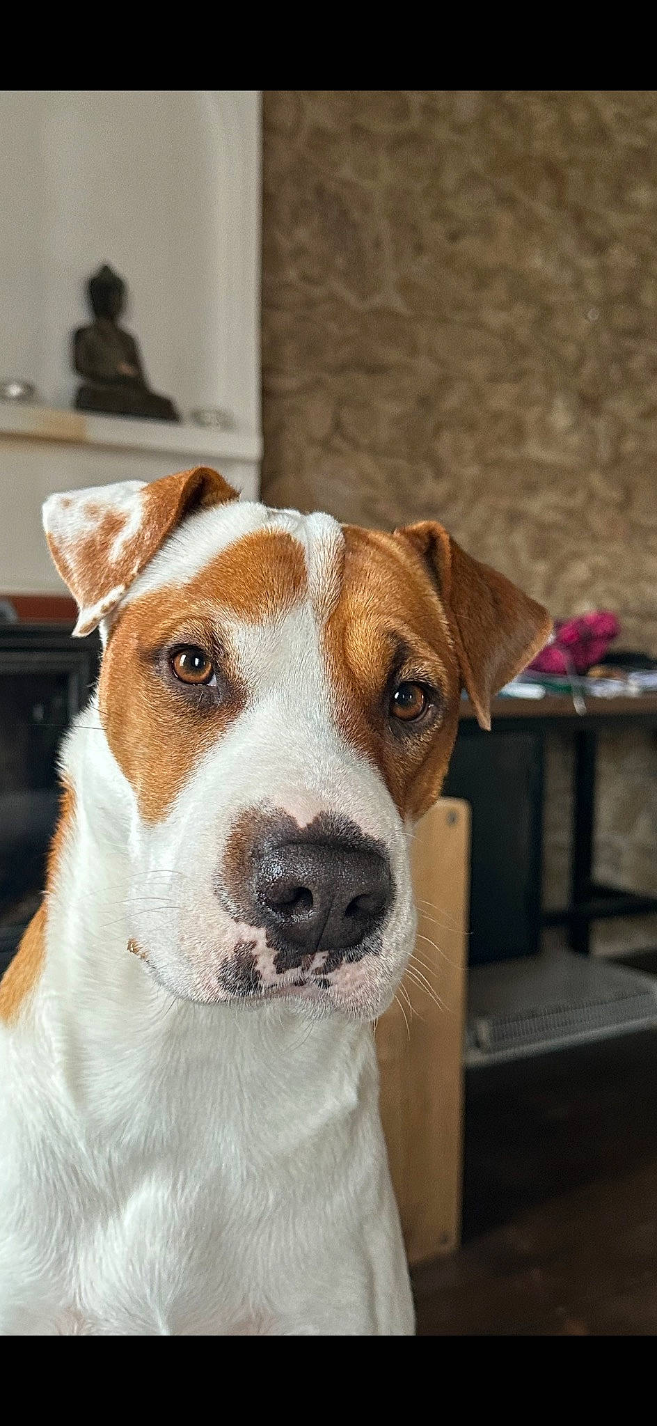 Tiare participe au concours pour gagner de l'argent avec cette photo : ancient_dog_breeds, canidae, carnivore, collar, companion_dog, dog, dog_breed, dog_collar, fawn, fur, hunting_dog, non_sporting_group, pet_supply, snout, sporting_group, terrier, whiskers, working_animal, working_dog