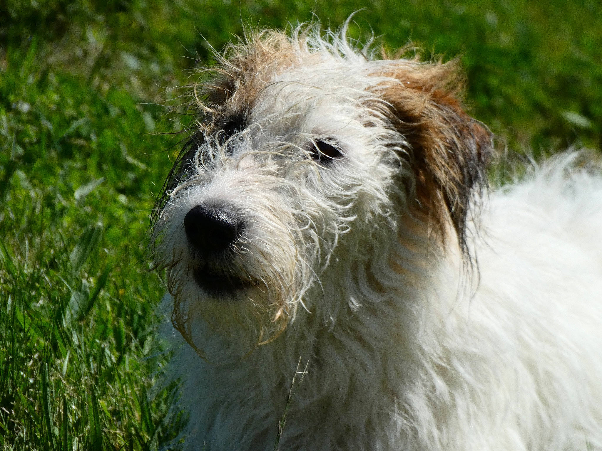 Frida participe au concours pour gagner de l'argent avec cette photo : canidae, carnivore, companion_dog, dog, dog_breed, grass, grassland, pasture, snout, sporting_group, terrestrial_animal, terrier, working_animal