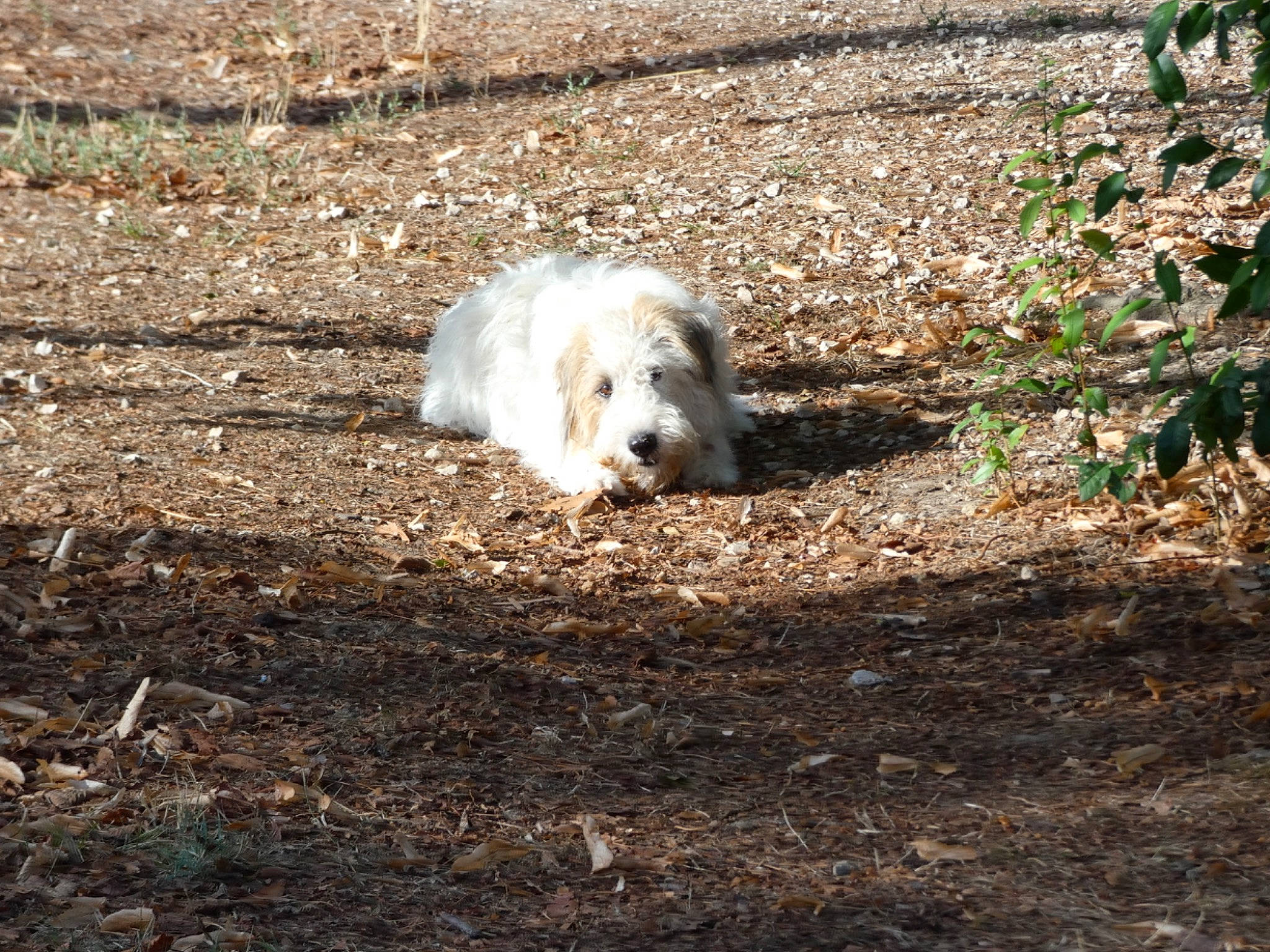 Frida participe au concours pour gagner de l'argent avec cette photo : canidae, carnivore, companion_dog, dog_breed, fawn, felidae, fur, grass, landscape, plant, small_terrier, snout, soil, sporting_group, tail, terrestrial_animal, terrier, toy_dog, wildlife, wood
