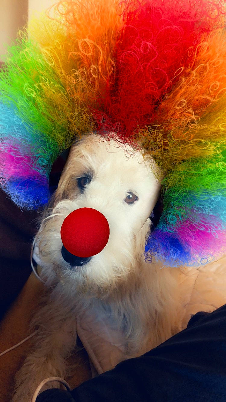 Frida a rejoint le concours — aidez-le/la à gagner de superbes lots ! art, canidae, companion_dog, costume, dog_breed, easter, easter_bunny, event, fictional_character, fun, fur, happy, hat, magenta, plush, snout, stuffed_toy, teddy_bear, toy, whiskers