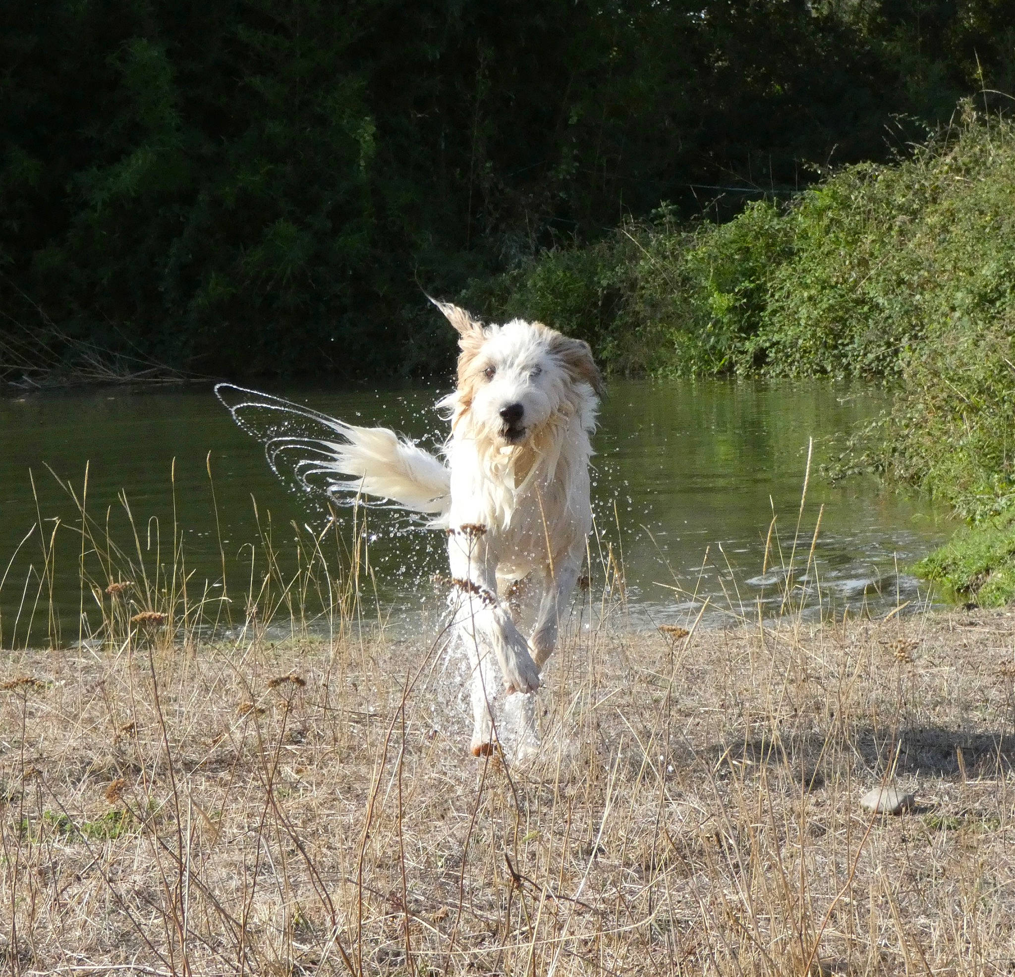 Frida participe au concours pour gagner de l'argent avec cette photo : canidae, carnivore, companion_dog, dog, dog_breed, grass, grassland, lure_coursing, natural_landscape, pasture, plant, sporting_group, tail, terrier, water, wildlife, wire_hair_fox_terrier, working_animal, working_dog, working_terrier