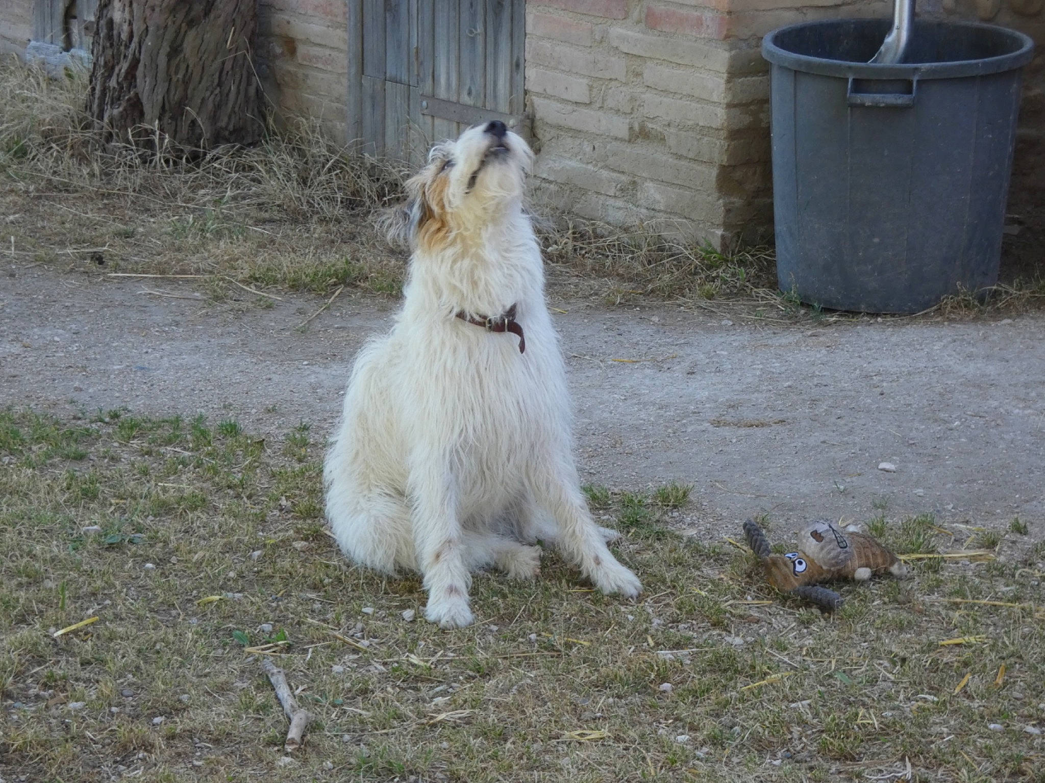 Frida participe au concours pour gagner de l'argent avec cette photo : barrel, carnivore, companion_dog, dog_breed, fur, gas, grass, horse, landscape, livestock, pasture, plant, snout, tail, terrestrial_animal, tree, waste_container, waste_containment, wildlife, wood