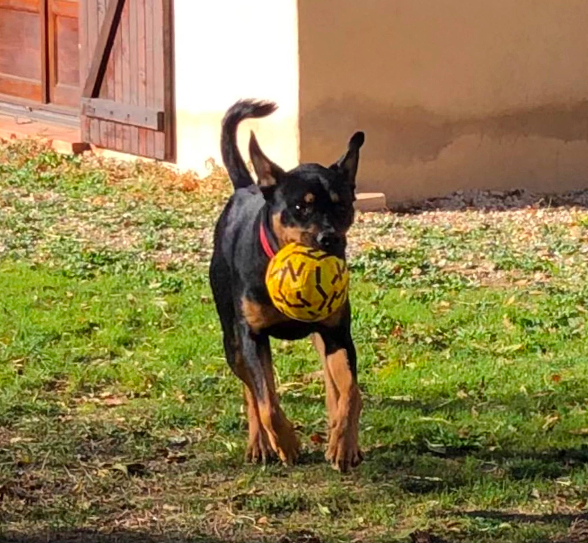 Sally a rejoint le concours — aidez-le/la à gagner de superbes lots ! canidae, carnivore, collar, companion_dog, dog, dog_breed, dog_collar, door, fawn, grass, guard_dog, hound, landscape, pinscher, plant, sporting_group, tail, toy_dog, working_animal, working_dog