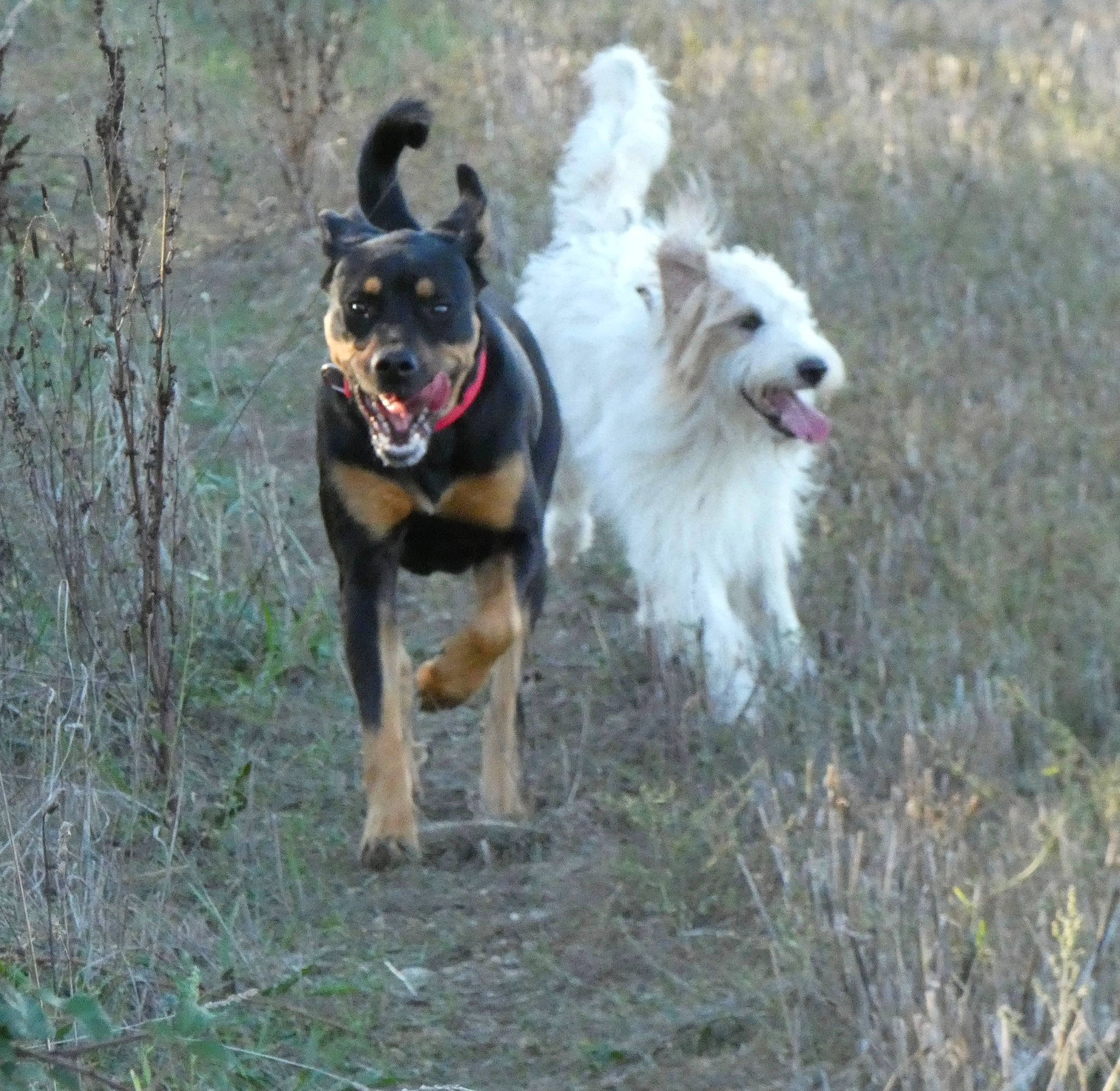 Sally participe au concours pour gagner de l'argent avec cette photo : canidae, carnivore, collar, companion_dog, dog, dog_breed, dog_collar, dog_supply, fashion_accessory, grass, herding_dog, leash, plant, recreation, sporting_group, tail, tracking_trial, tree, working_animal, working_dog