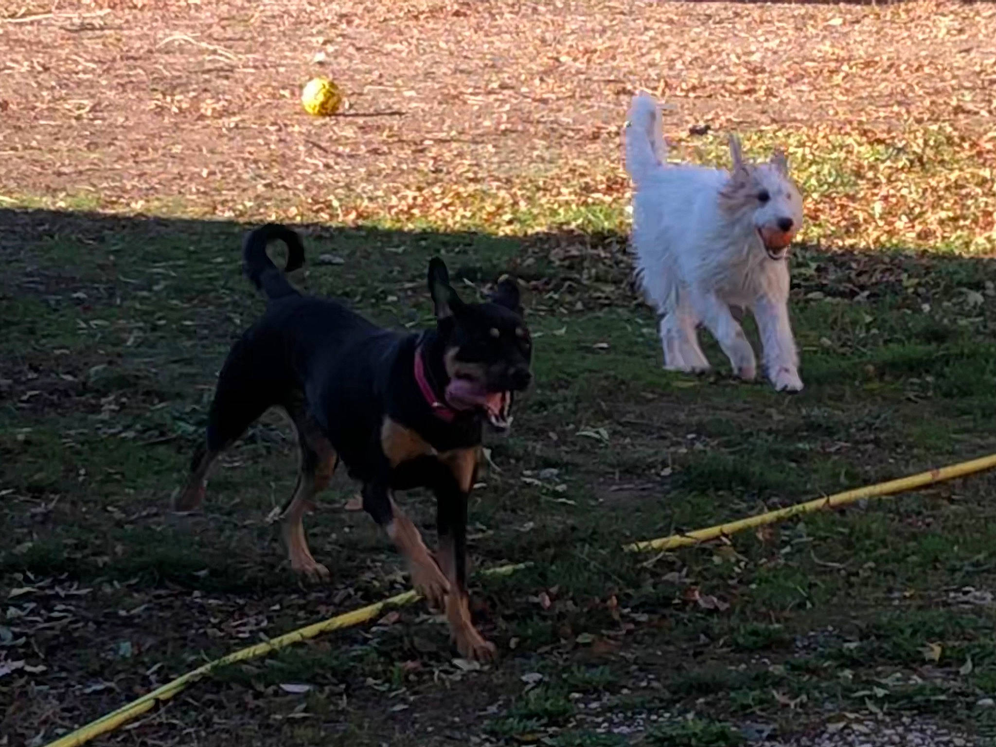 Sally participe au concours pour gagner de l'argent avec cette photo : american_eskimo_dog, canidae, carnivore, collar, companion_dog, dog, dog_breed, dog_supply, grass, guard_dog, mammal, pet_supply, pinscher, small_terrier, sporting_group, tail, terrier, toy_dog, working_animal, working_dog