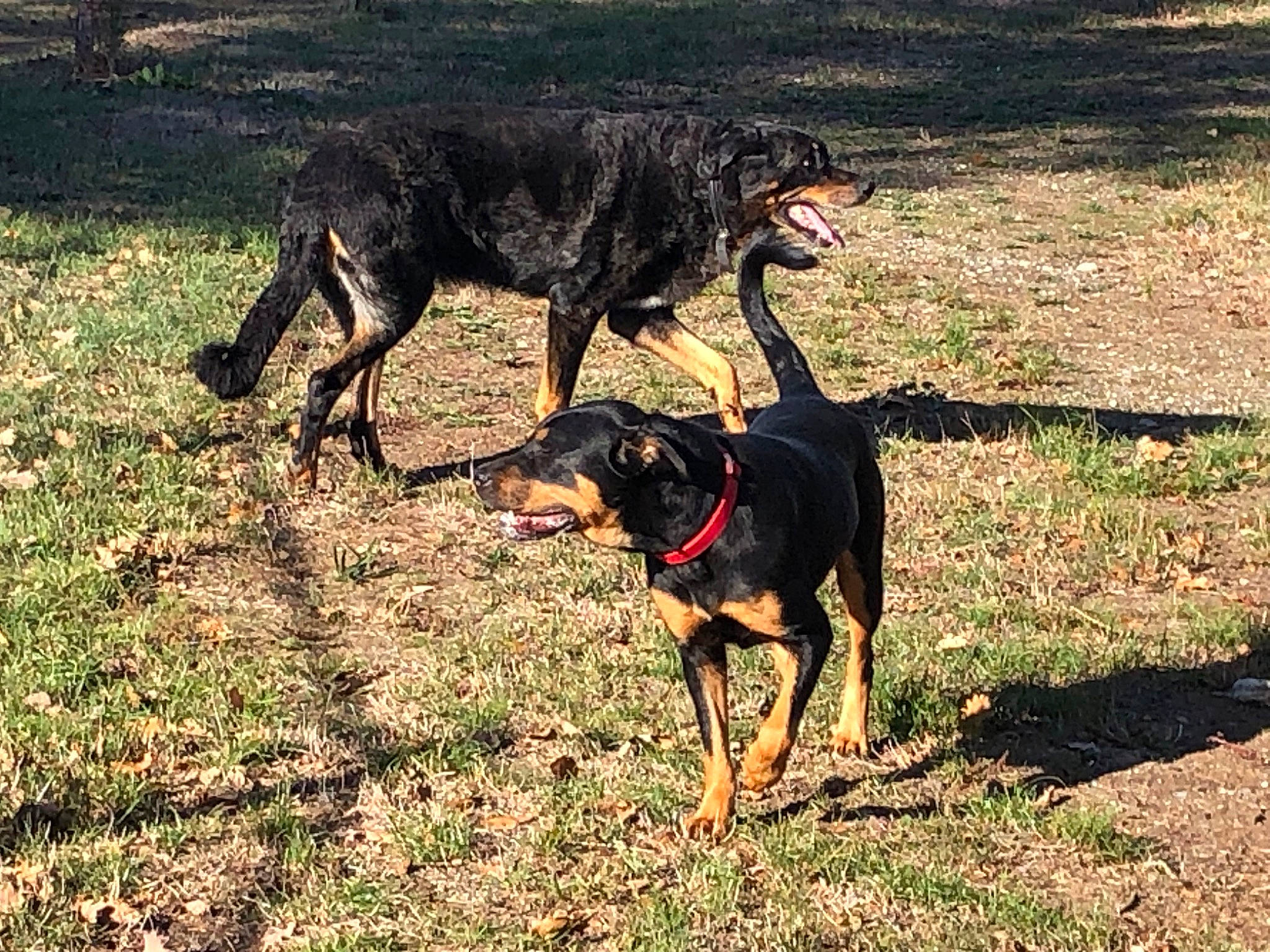 Sally participe au concours pour gagner de l'argent avec cette photo : canidae, carlin_pinscher, carnivore, companion_dog, dog, dog_breed, grass, guard_dog, hunting_dog, plant, shadow, sporting_group, tail, terrestrial_animal, working_animal, working_dog